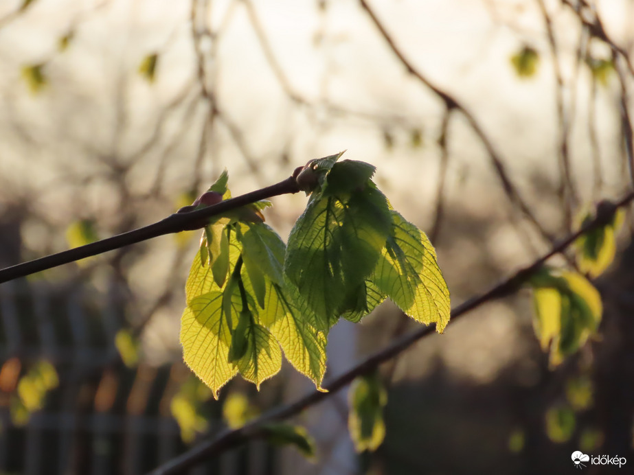 Leveleken áttörő fények