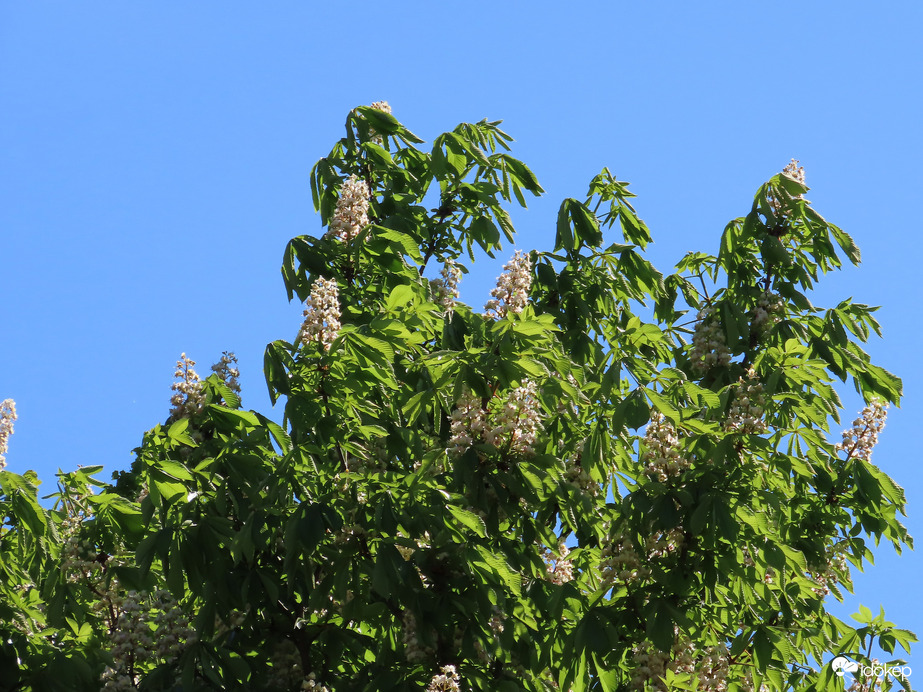 Vadgesztenye viharos szélben