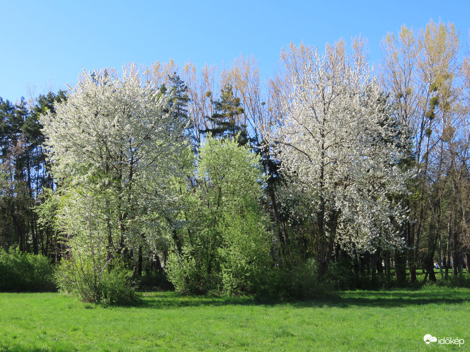 Virágba borultak és zöldülnek a fák