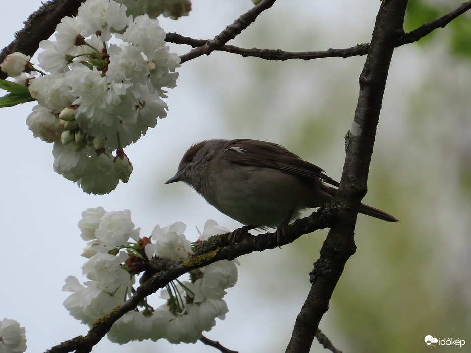 Barátposzáta virágzó ágon