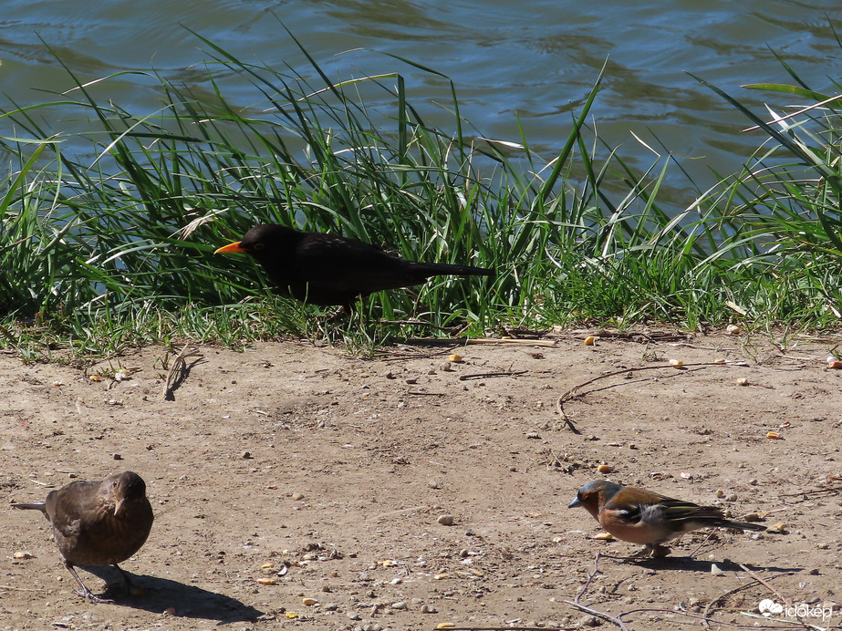 Felcsipegetjük, amit a horgászok hagytak!