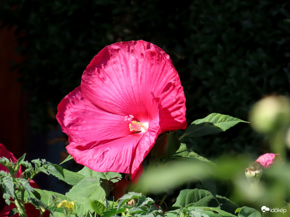 Mocsári hibiszkusz egy virágoskertben