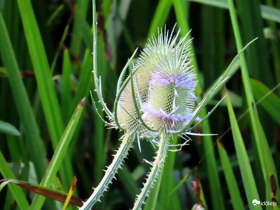 Erdei mácsonya