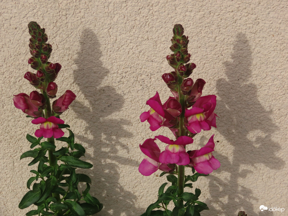 Tátika és az árnyéka