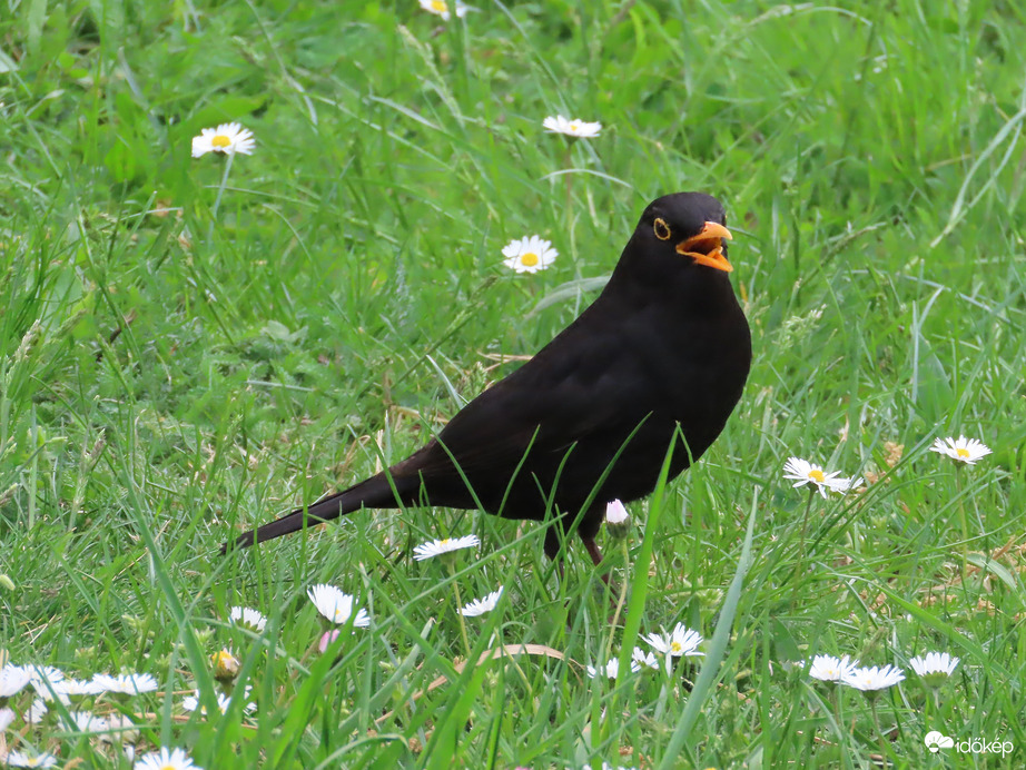 Virágos jókedvem van!