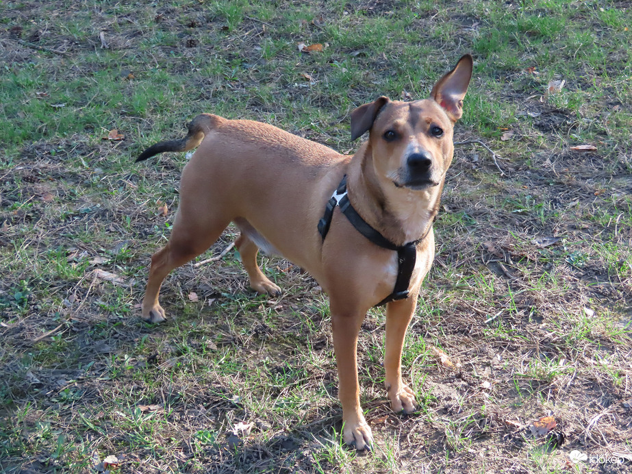 Mondd csak! Fülelek!