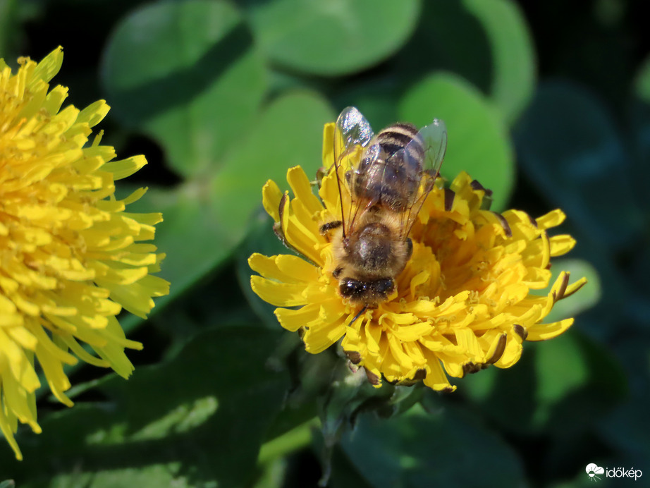 A méheket is előcsalogatta a szép idő
