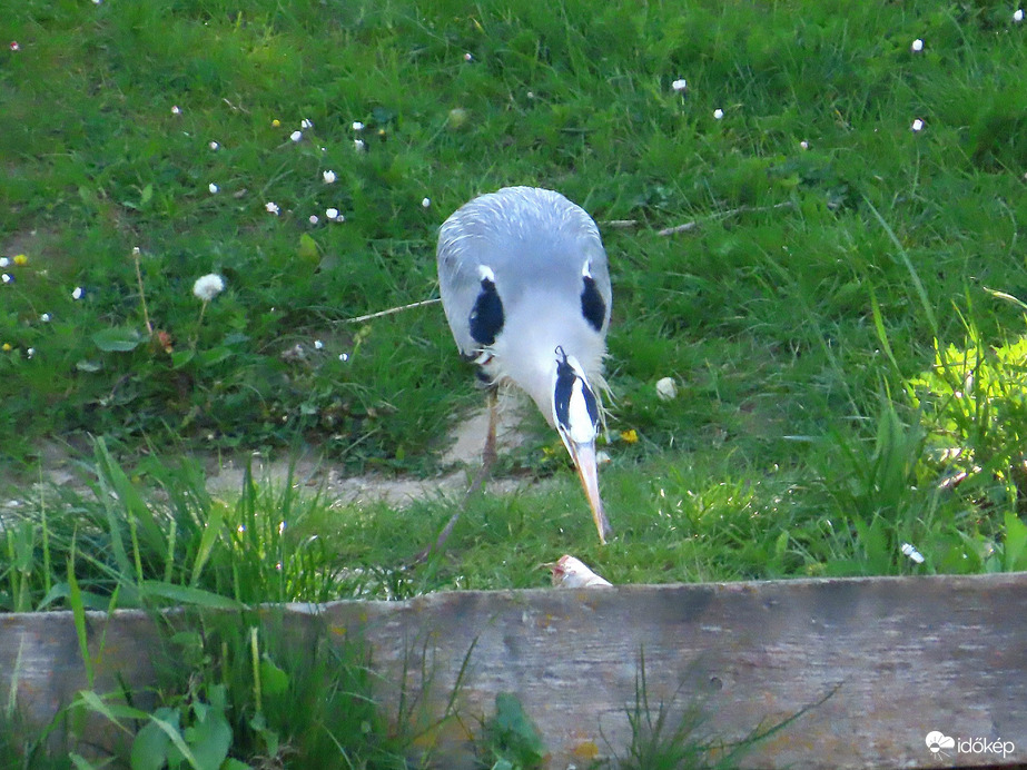 A Szürke gém kalandja a hallal