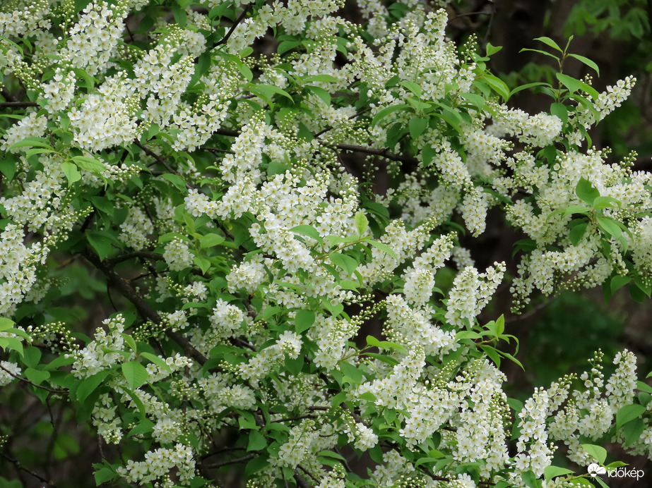 Illatfelhőt áraszt