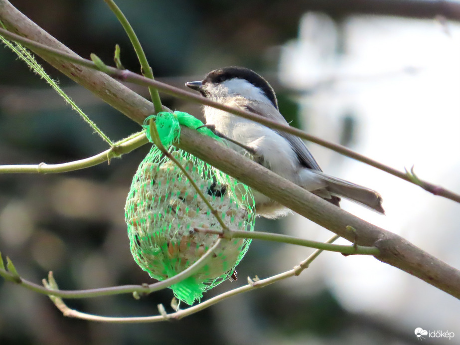 Még találtam cinkegolyót!