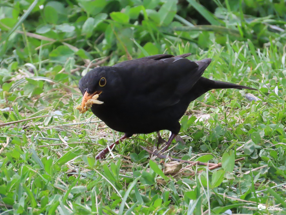 Látod, mennyit gyűjtöttem?