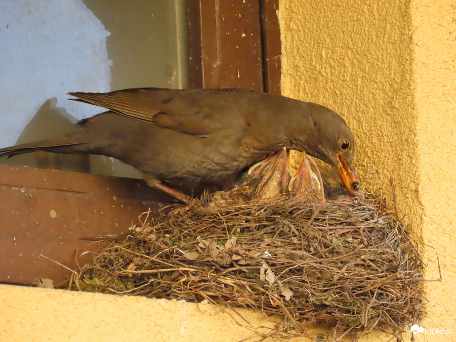 Felváltva etetnek a szülők