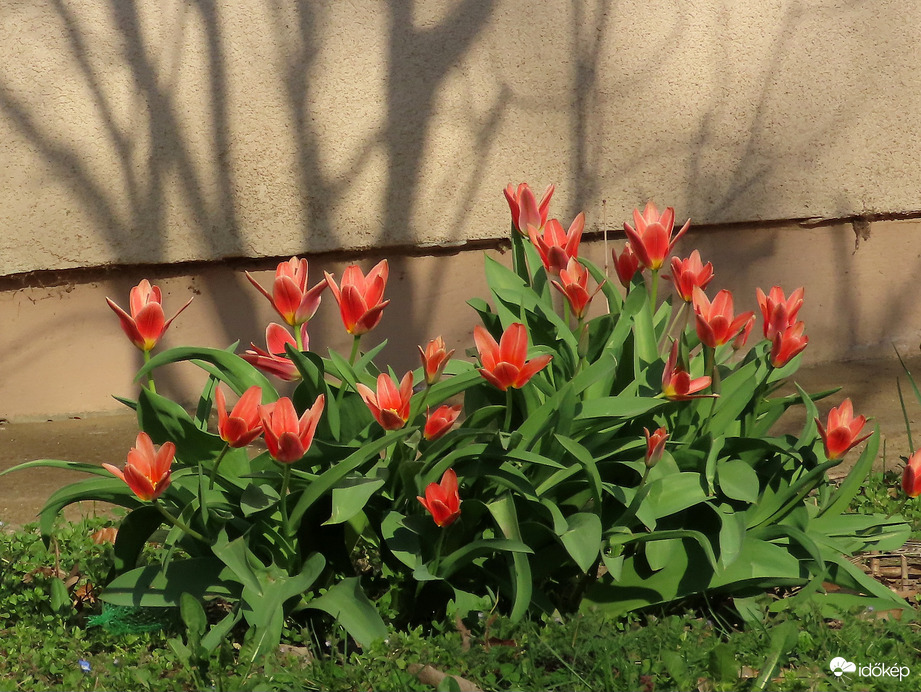 Törpe tulipánok egy ház előtt