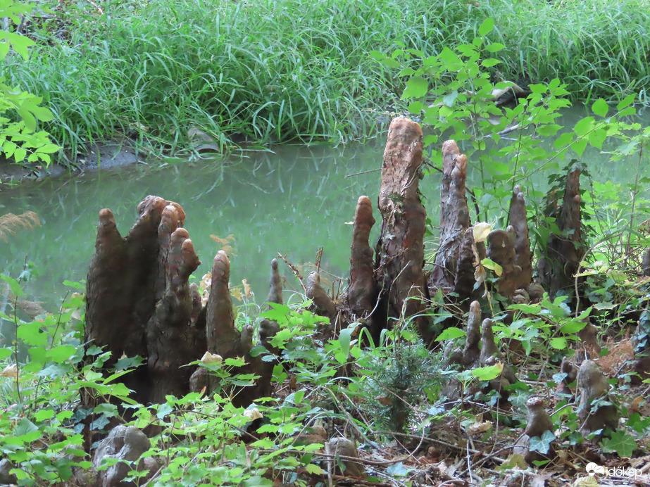 Kora őszi séta a Kámoni Arborétumban