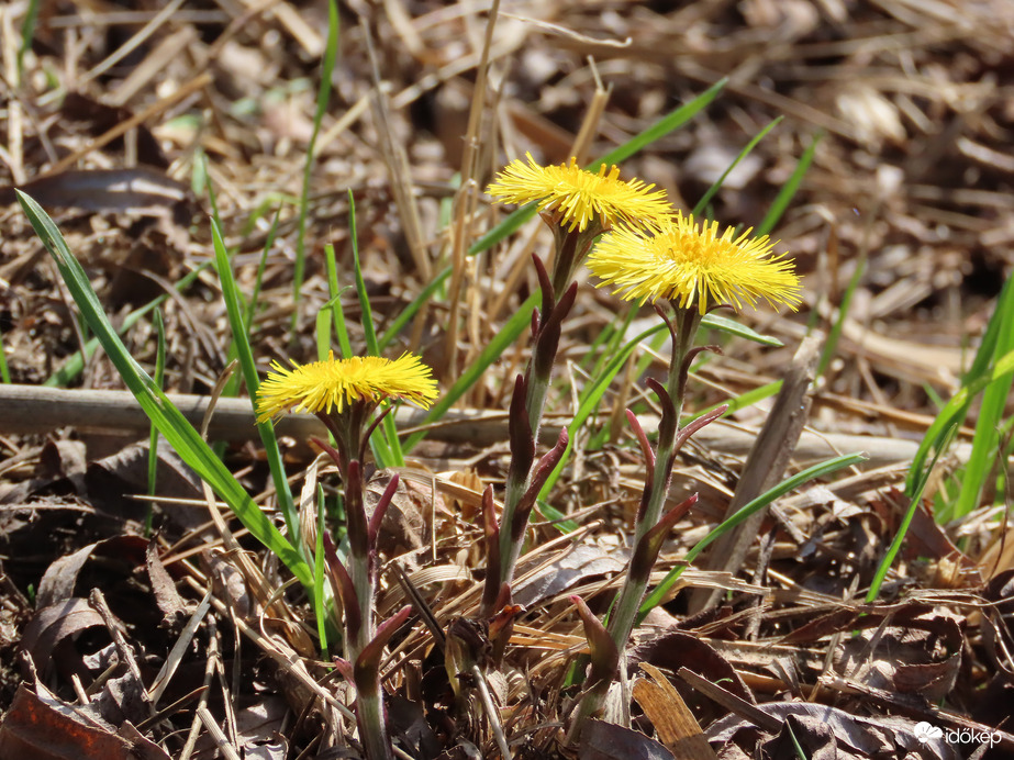 Martilapu a tó partján