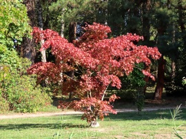 Kora őszi séta a Kámoni Arborétumban