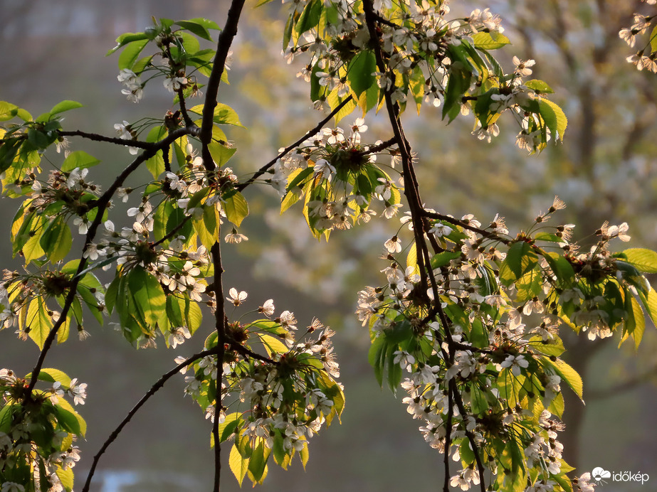 Virágos ágak reggeli fényben