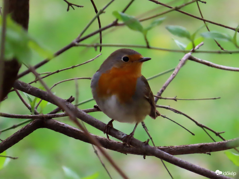 Bokorban bújócskázó Vörösbegy