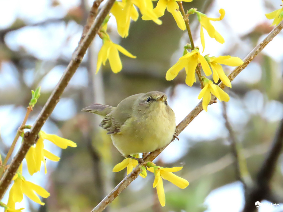 Cikázott ide-oda, mint a villám