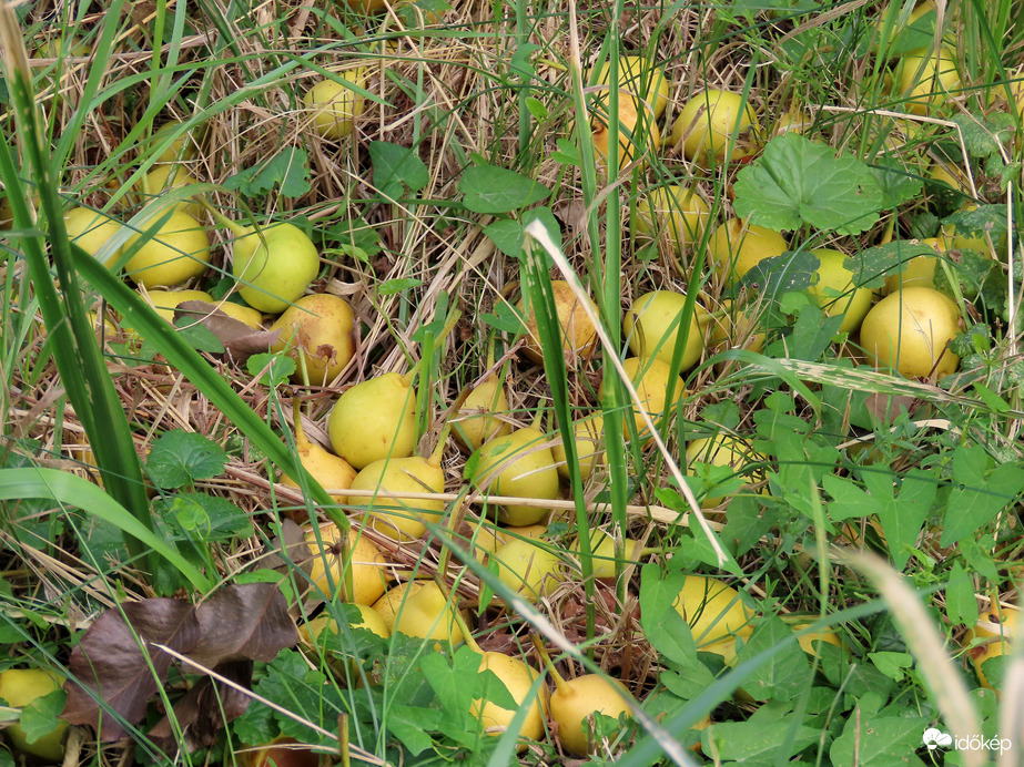 Nagyon sok lehullott