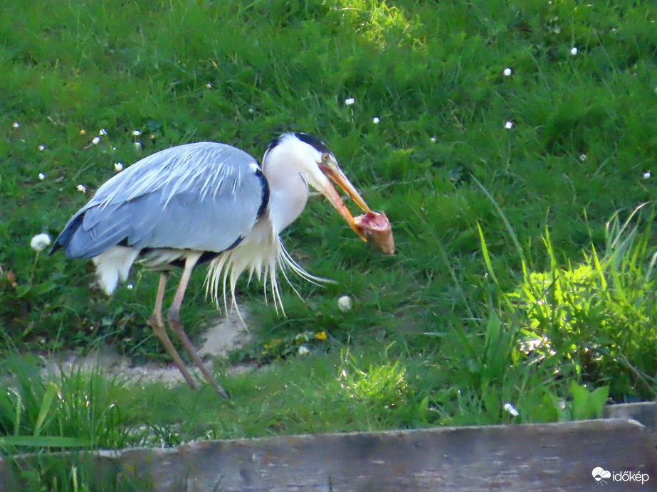 A Szürke gém kalandja a hallal