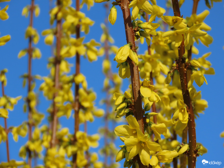 Virágzó Aranycserje