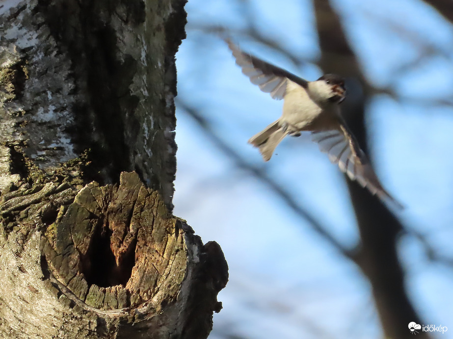 Sürgés-forgás az odúnál:ki