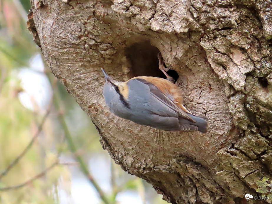 Ezt az odút választom!