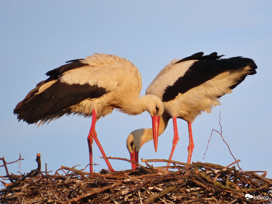 Közös fészekrendezés