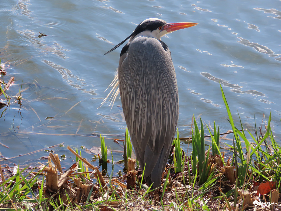 Mit csinálsz a hátam mögött?
