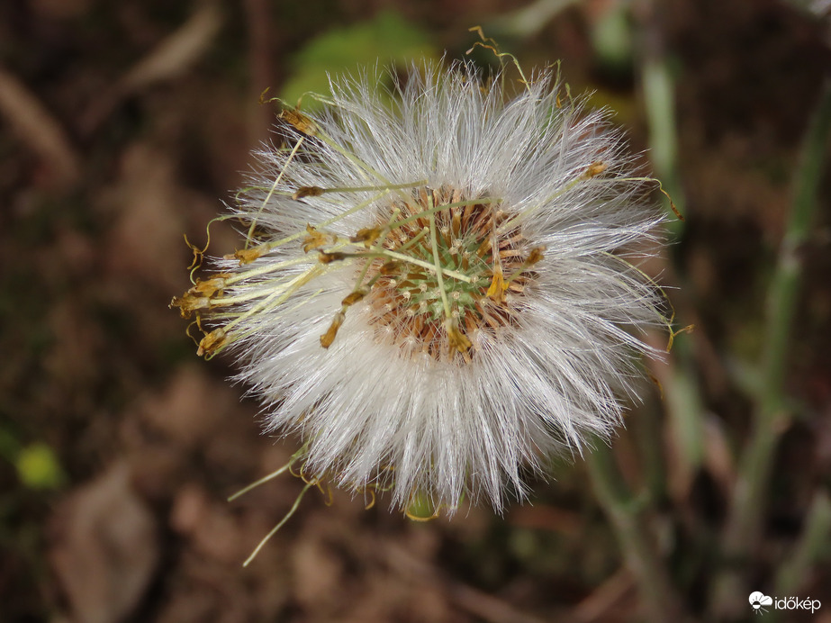 Elvirágzott Martilapu