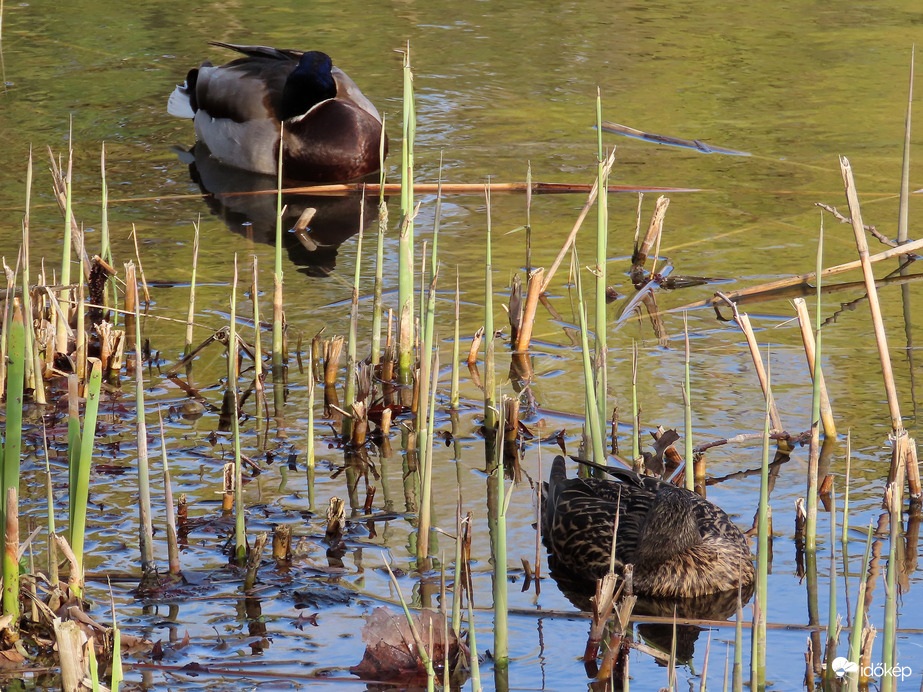 Szundító récepár