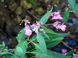 Bíbor nebáncsvirág a Perint patak partján
