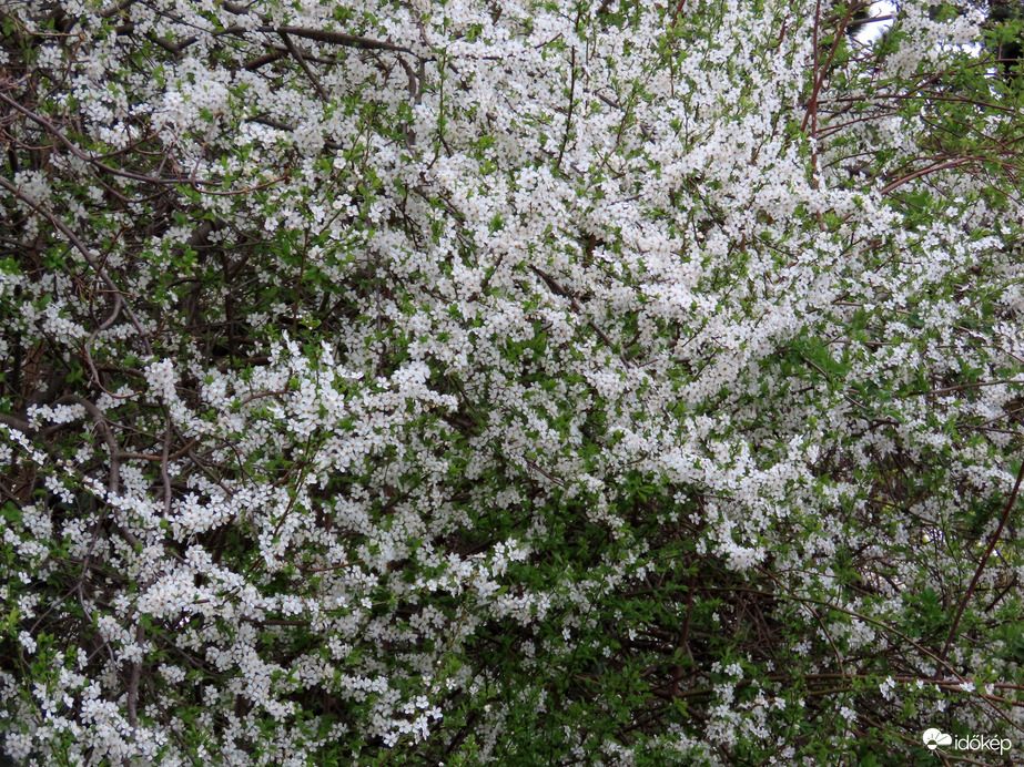 Illatár a levegőben