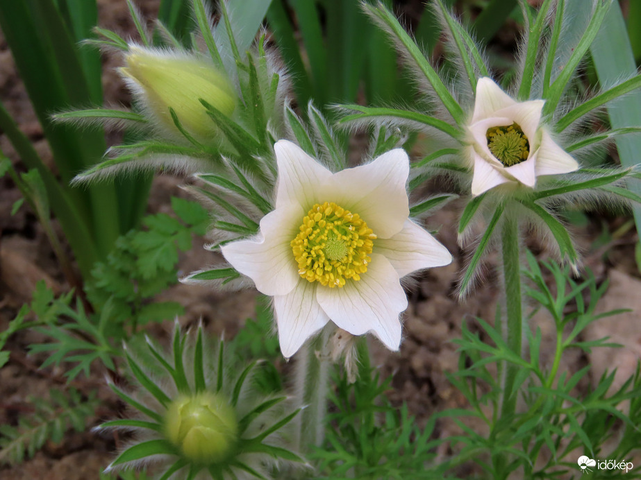 Tegnap még szépek voltak a virágok