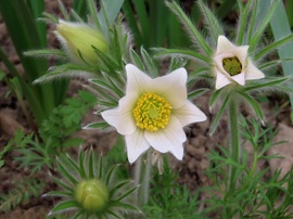 Tegnap még szépek voltak a virágok