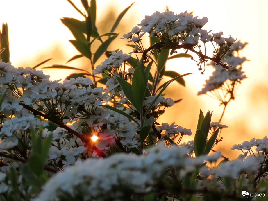 Gyöngyvessző napkeltekor
