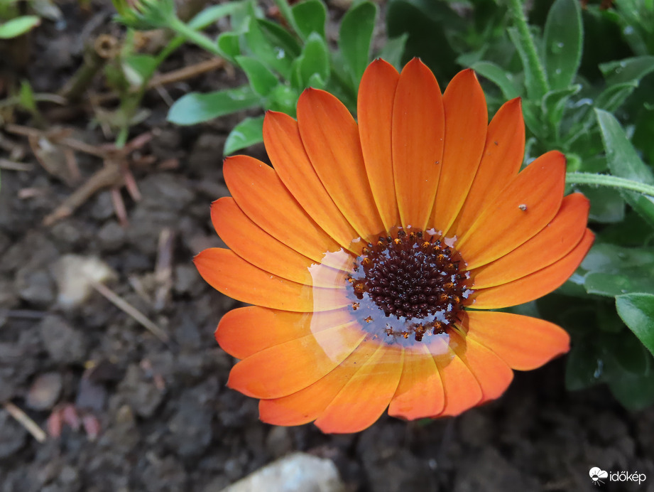 Megőriztem az esőcseppet