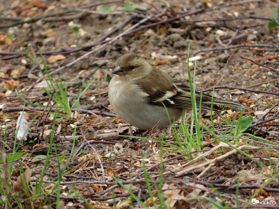 Belesimul a környezetbe