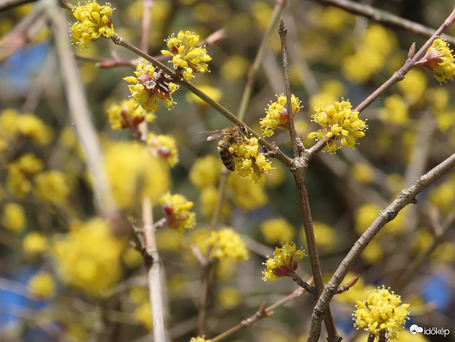 Virágzó Som méhecskével