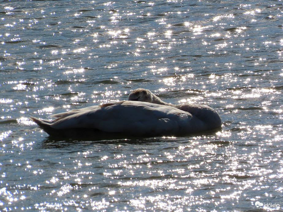 Álomba ringattak a hullámok