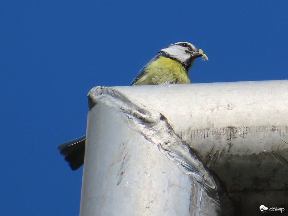 Kék cinege költ a lámpaoszlop belsejében