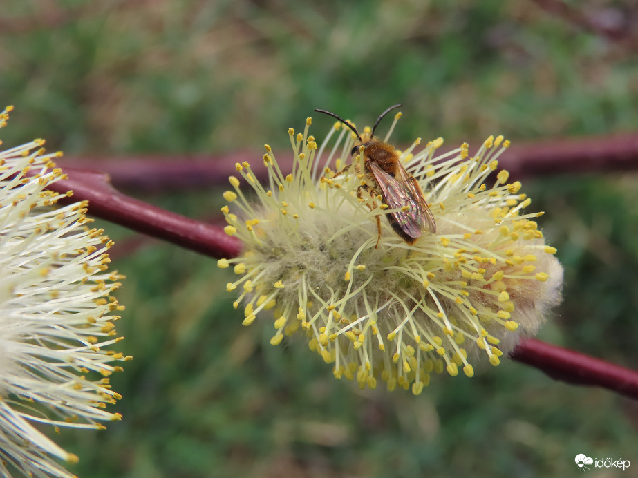 Méhecske a kibomlott barkán