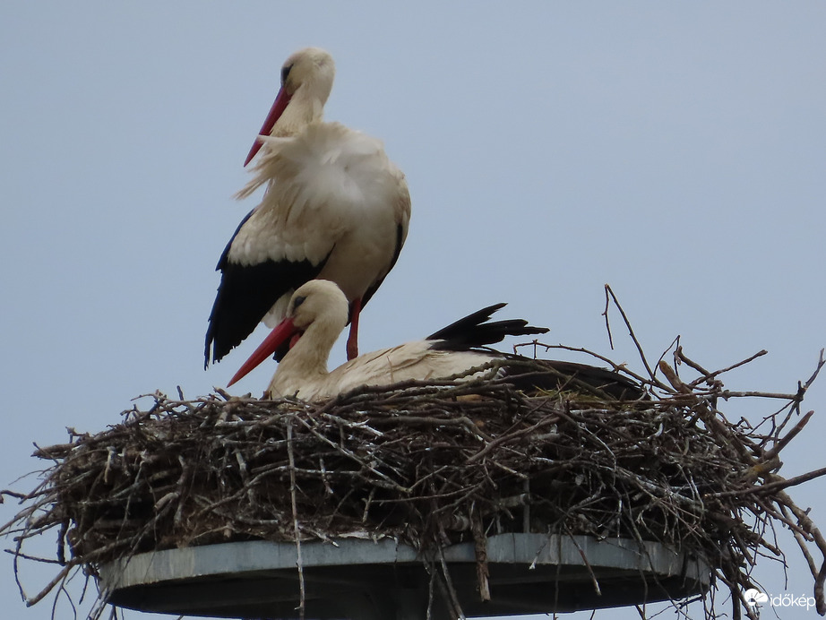 Gólyapár a fészken