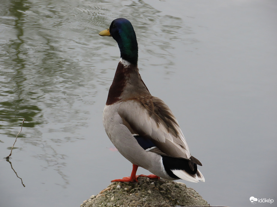 Tófigyelő szolgálat