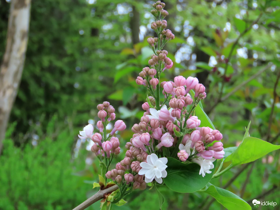 Bontakozik a teltvirágú orgona