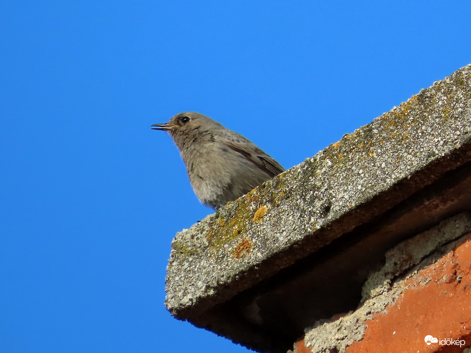 Madárdalos délután