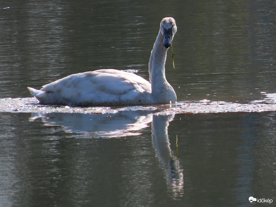 Fiatal Bütykös hattyú érkezett a tóra