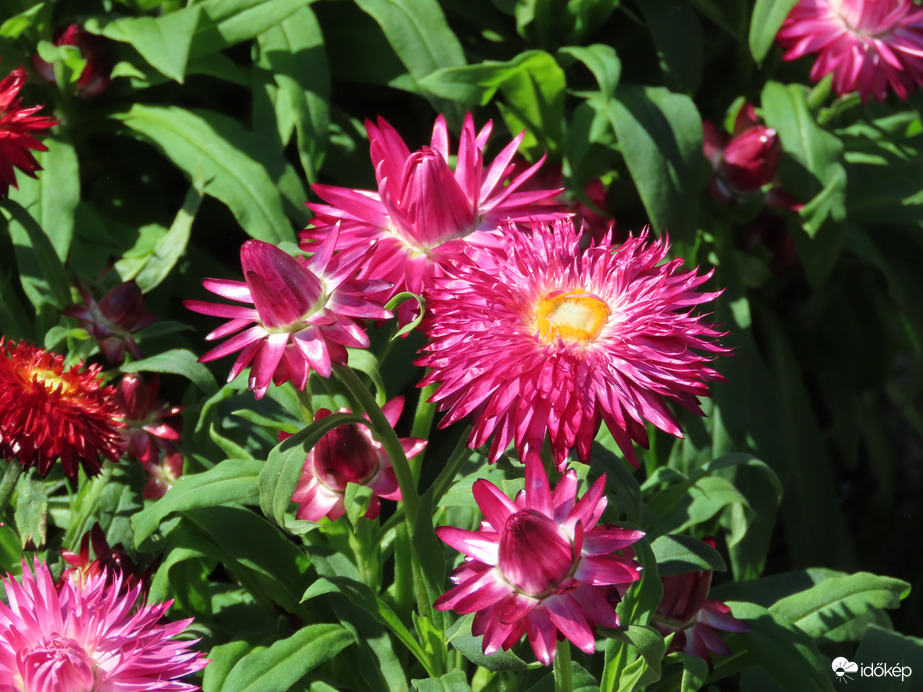 Herényi Virágút, Szombathely