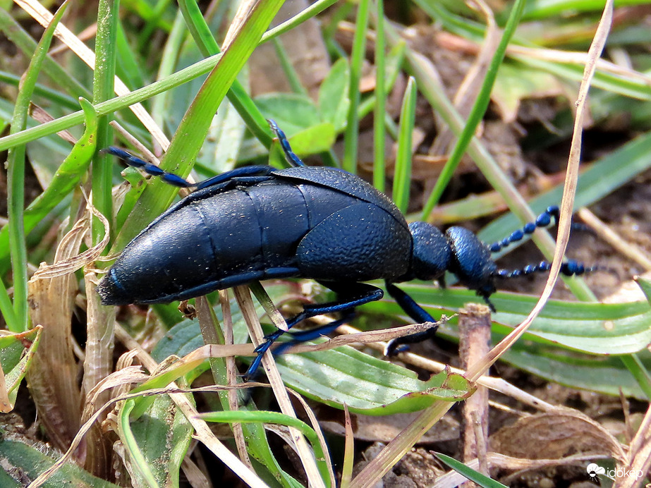 Akadálypálya bogaraknak